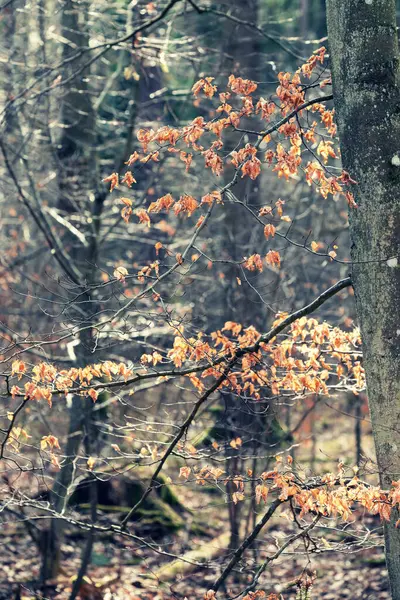 나무들 폴란드의 — 스톡 사진