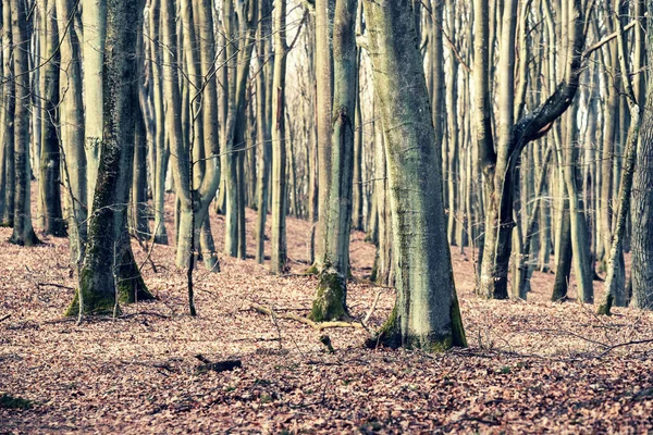 Träd Skogen Tidig Vårskog Landskap — Stockfoto