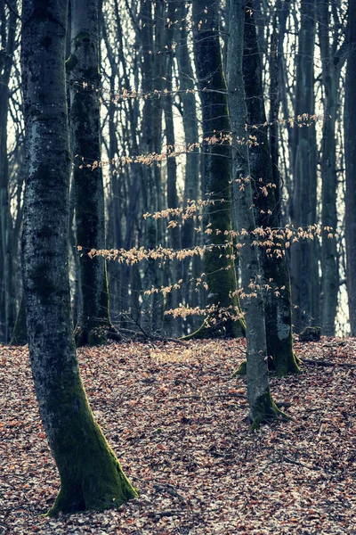 Stromy Lese Raně Jarní Lesní Scenérie — Stock fotografie