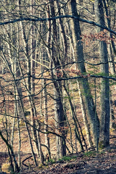 Stromy Lese Raně Jarní Lesní Scenérie — Stock fotografie