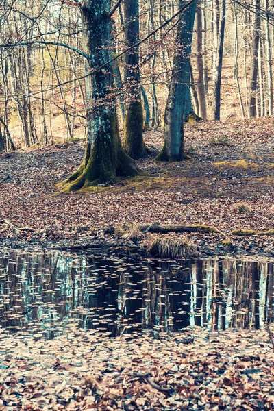 나무들 — 스톡 사진