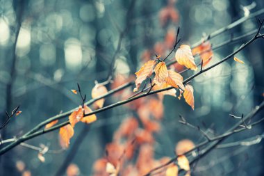 Yapraklı ağaç dalları. Bahar ormanı manzarası. Polonya 'da Kashubia