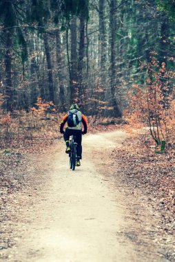 Ağaçların arasında bir orman yolu. Ormanda bahar manzarası. Polonya 'da Kashubia