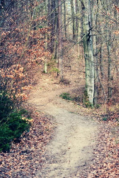 Lesní Stezka Mezi Stromy Jarní Scenérie Lese Kašubie Polsku — Stock fotografie