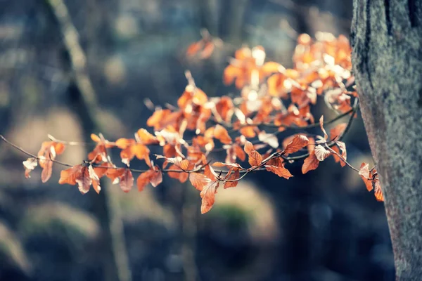 Ramos Árvores Com Folhas Cenário Floresta Início Primavera Kashubia Polonia — Fotografia de Stock