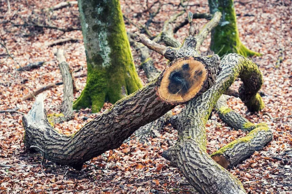 나뭇가지 폴란드의 — 스톡 사진
