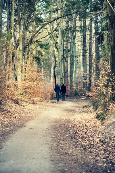 Sendero Forestal Entre Los Árboles Paisajes Primavera Bosque Kashubia Polonia — Foto de Stock