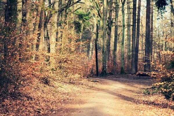 Lesní Stezka Mezi Stromy Jarní Scenérie Lese Kašubie Polsku — Stock fotografie