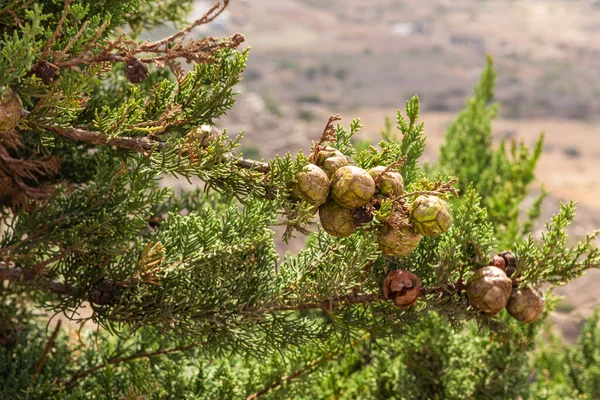 Green Cypress Branch Cones Fresh Twigs Fruits Greece — Fotografia de Stock