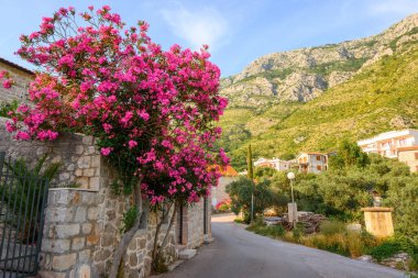 Rijeka Rezevici köyünün sokaklarında yaz çiçekleri yetişiyor. Karadağ ve Avrupa