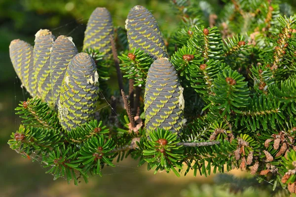 Korean Fir Cones Green Branches Evergreen Coniferous Ornamental Tree —  Fotos de Stock