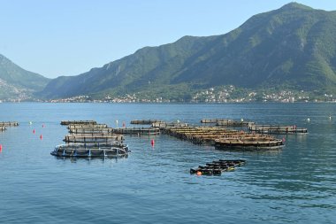 Kotor Körfezi, Karadağ ve Avrupa 'daki balık çiftliği
