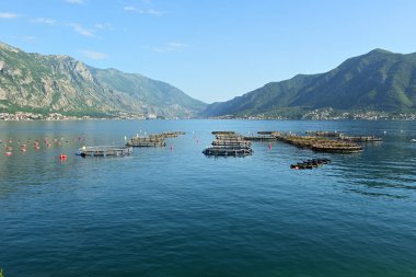 Kotor Körfezi, Karadağ ve Avrupa 'daki balık çiftliği