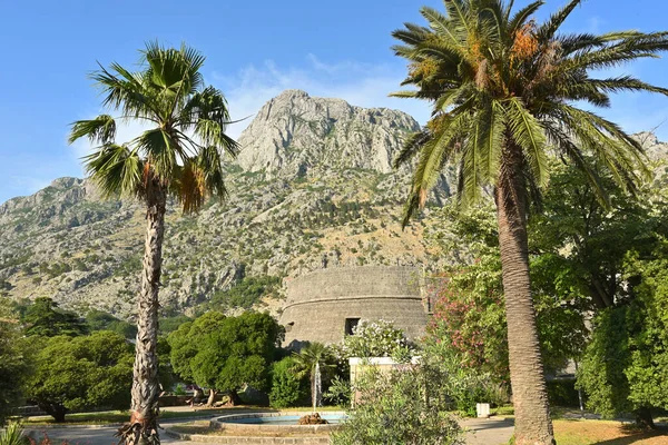 Palmbomen Groeien Het Centrum Van Kotor Montenegro — Stockfoto