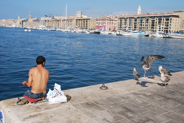 一群海鸥在鱼市场在马赛老港附近. — 图库照片