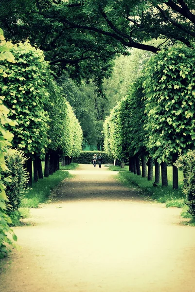 Aleja drzew kręcone w Peterhof nad brzegiem Zatoki Fińskiej — Zdjęcie stockowe