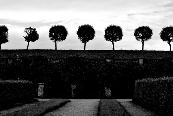 Black and white image of trees round the Gulf of Finland in Peterhof Stock Photo