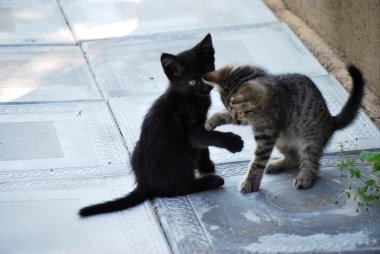 iki küçük yavru kedi siyah ve şeritli birbirleri ile oynamak