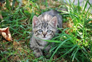 otların arasında oynayan küçük şeritli yavru kedi