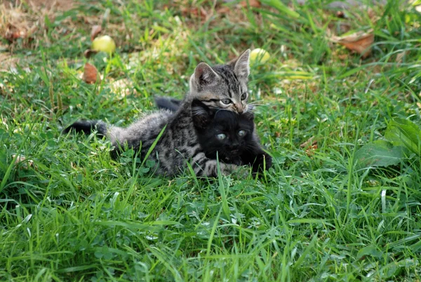 Dois gatinhos pequenos preto e listrado jogar uns com os outros — Fotografia de Stock