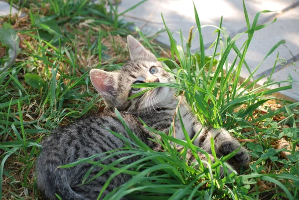 Pequeño gatito a rayas jugando en la hierba — Foto de Stock