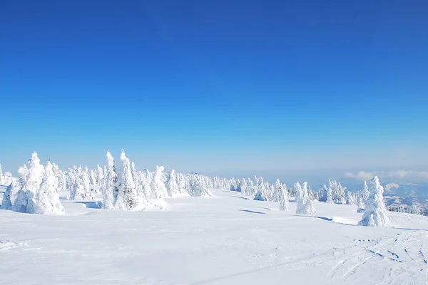 Paisagem de árvores cobertas de neve nas montanhas — Fotografia de Stock