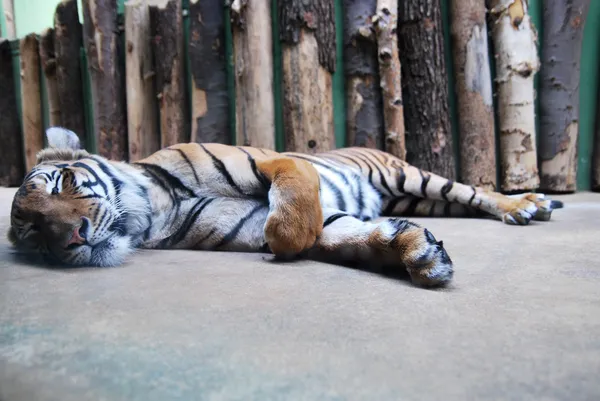 Tiger des Prager Zoos ist müde und schläft — Stockfoto