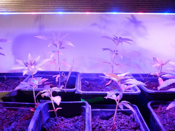 Esrar led ışık altında