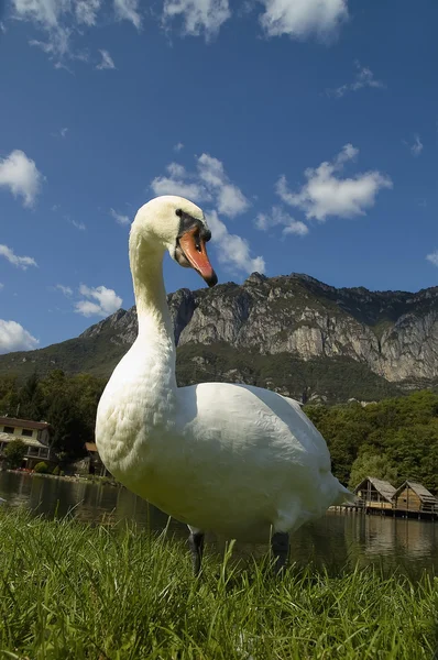 De zwaan — Stockfoto