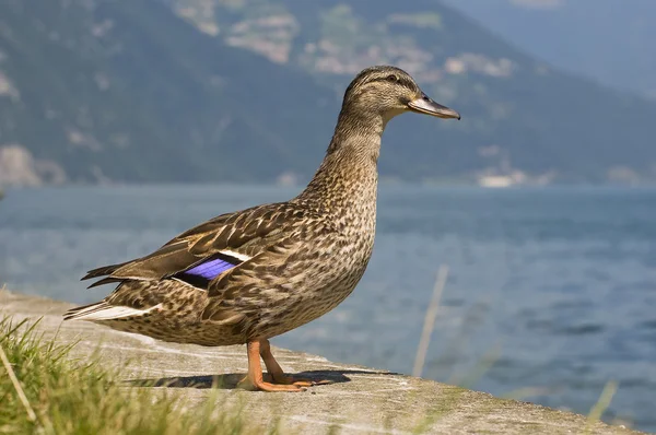 Een wilde eend — Stockfoto