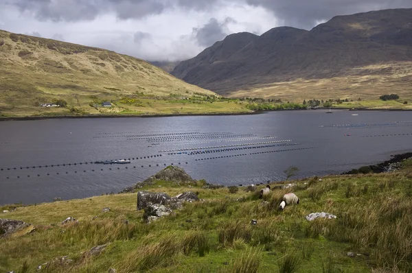 Irland-Landschaft — Stockfoto