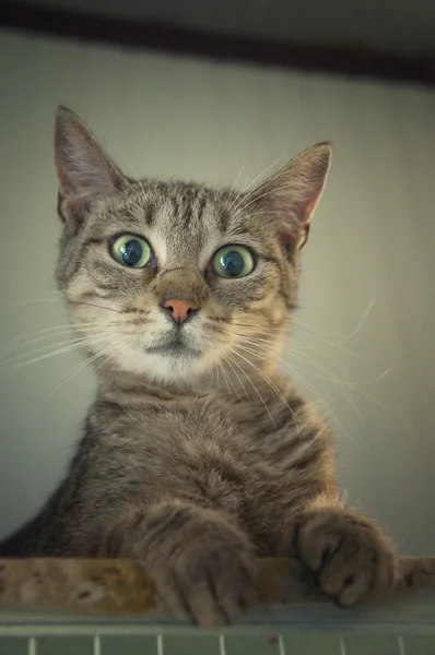 แมวประหลาดใจ — ภาพถ่ายสต็อก