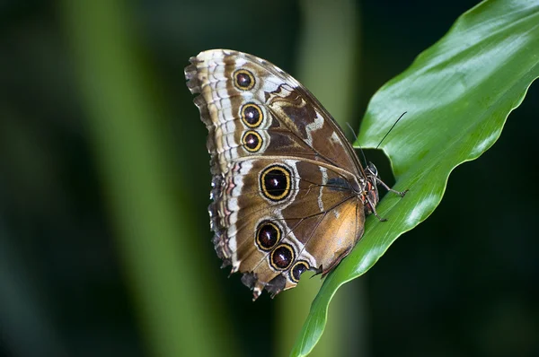 Schmetterlinge — Stockfoto