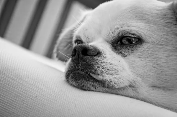 Beyaz köpek uyurken — Stok fotoğraf