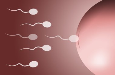 inseminasyon