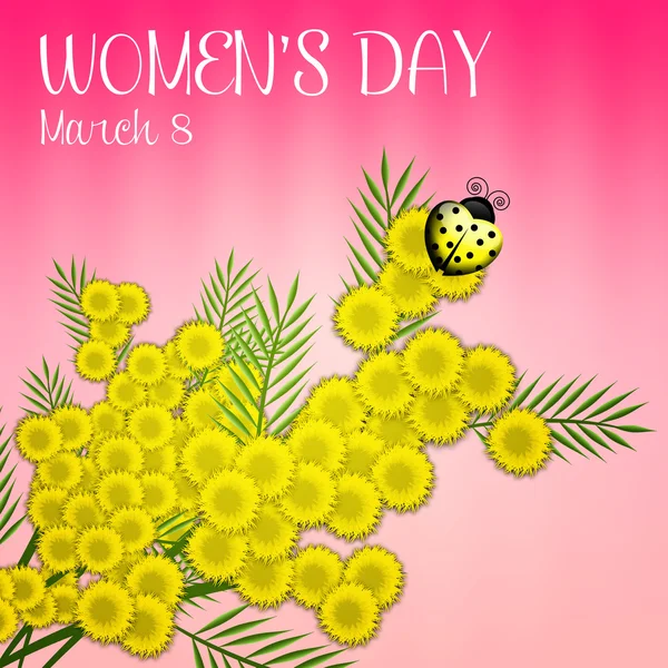 Mimosen zum Frauentag — Stockfoto