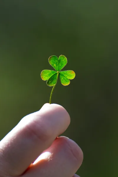 Ένα πράσινο τριφύλλι για καλή τύχη — Φωτογραφία Αρχείου