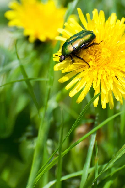 Green beetle on yellow flower — Stock Photo, Image
