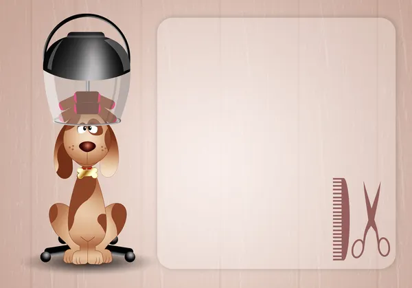 Dog under the hairdresser helmet for grooming — Stock Photo, Image