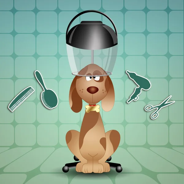 Dog to the hairdresser — Stock Photo, Image