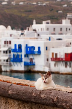 kedi mykonos City, Yunanistan