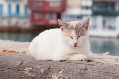 mykonos içinde uyuyan kedi