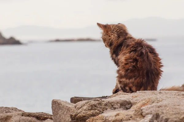 Cat in Mykonos city, Greece — Stock Photo, Image