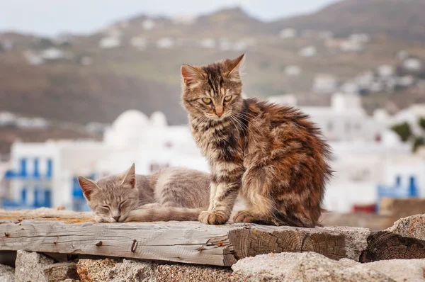 Cat in Mykonos city, Greece — Stock Photo, Image