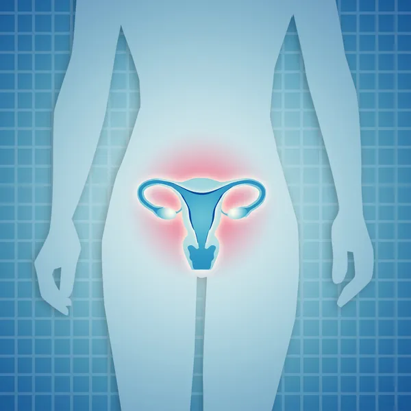 Жіночої репродуктивної системи — стокове фото