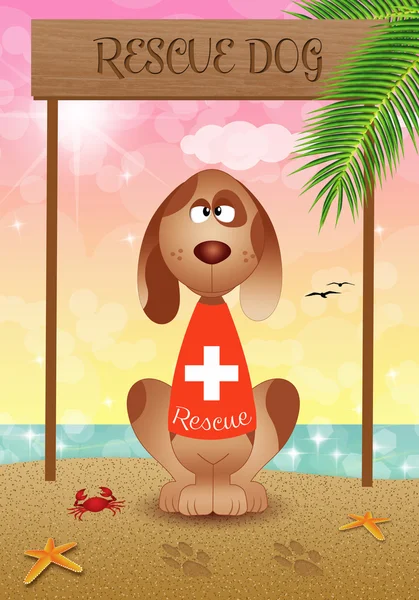 Рятувальний собака на пляжі — стокове фото
