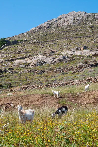 Mykonos paesaggio con capre — Foto Stock