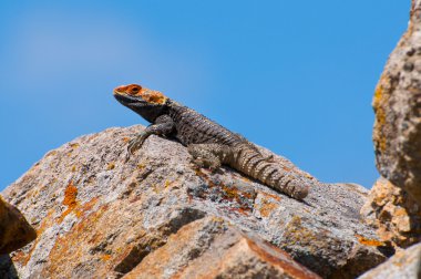 kaya stellion kertenkele