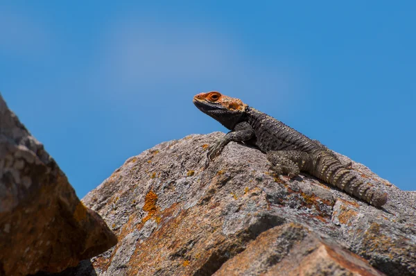 Stellion 蜥蜴在岩石上 — 图库照片