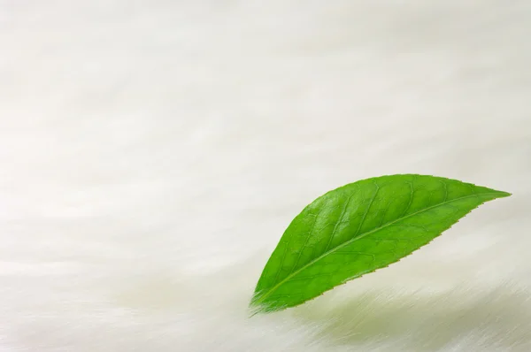 Foglia di camelia su pelliccia bianca finta — Foto Stock